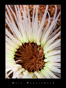 A close view to a sea-anemone. by Rico Besserdich 